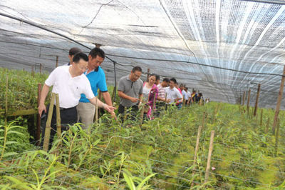 东北大学考察组莅临龙陵调研农业种植技术开发