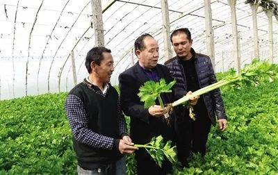 大西安农民节 遇见魅力新高陵，农业种植技术开发引领乡村振兴