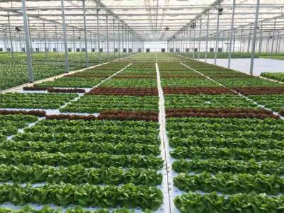 花都再添田园综合体新景，农业科技引领乡村游新体验