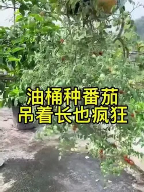 巧用废弃油桶，垂吊种植番茄 家庭农业新妙招