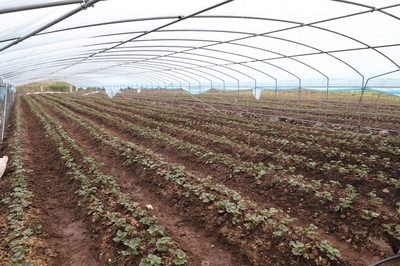 农业种植技术开发 引领现代农业创新发展的核心驱动力