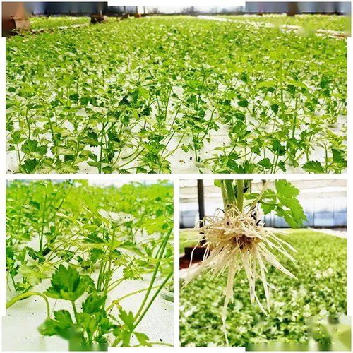 科技赋能，沃野生“金”——大龙开发区智慧农业种植技术开发纪实