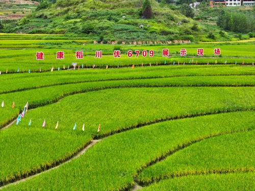 论稻 田垄间 梁平稻产业高质量发展研讨会启幕 科技赋能，擘画稻香新画卷
