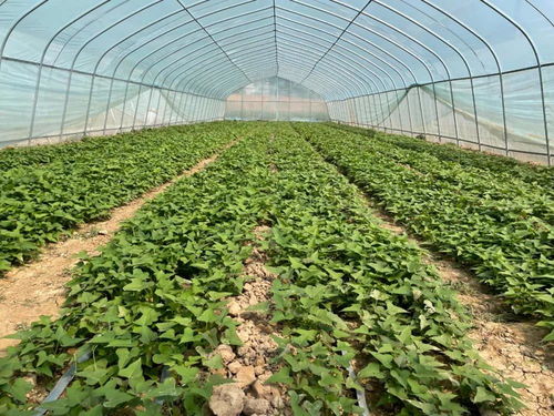 商丘市甘薯育苗与扦插生产技术指导意见