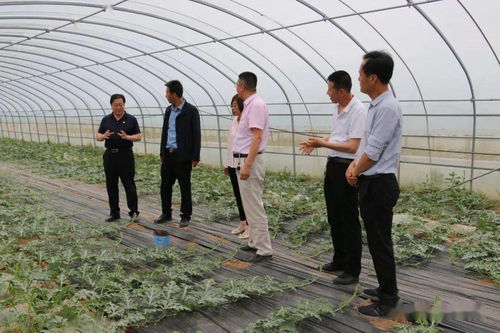 科技赋能田间地头 县农业产业人大代表小组蔬菜产业课题组举办种植管理技术培训