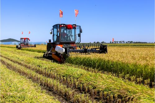 图片新闻 金秋收获忙，科技赋能农业种植技术新篇章