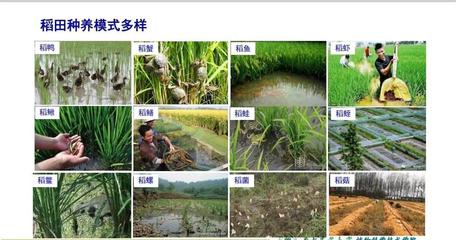 稻花香里说丰年，鱼跃肉美新“丰”景——解锁八百万亩稻田里的花样膳食与农业技术革新