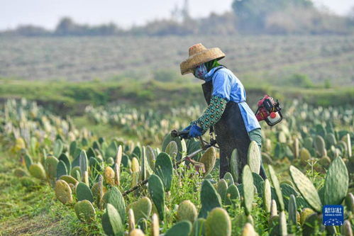 科技为犁，旅游为翼 千亩仙人掌基地谱写农旅融合新篇章