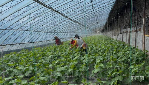 1000个农产品条码赋能黑土地，科技助力果蔬原地“出道”与种植技术革新