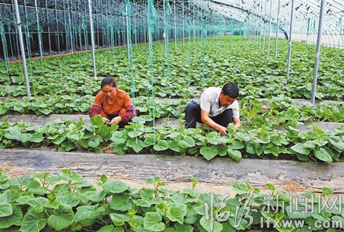 襄汾东毛村 蔬菜规模化种植助力农业增效农民增收