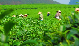 现代农业蔬菜种植与加工及油茶基地牛羊养殖加工冷链项目投资备案可行性研究