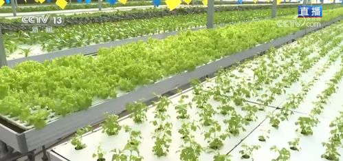 都市农业蓬勃发展 科技“菜园子”添彩城市生活的绿色经济样本