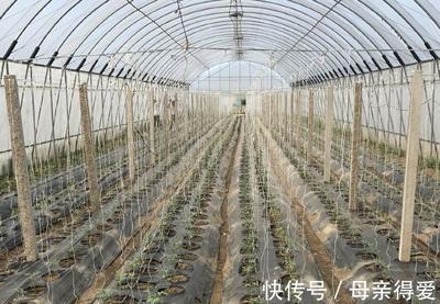 冷棚秋茬西红柿种植关键技术详解