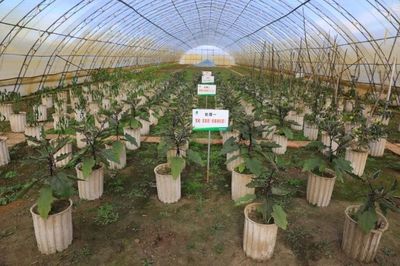八一农大拓宽秸秆循环利用范围 开辟农业资源转化新路径
