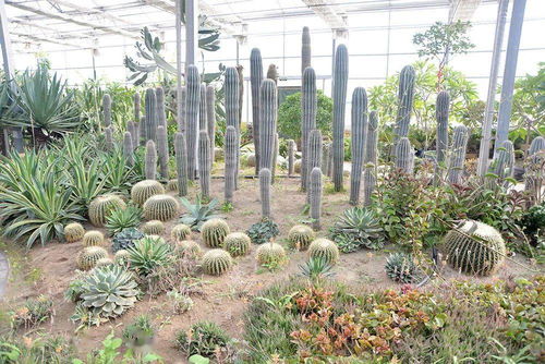 热带亚热带植物在新疆安家？乌鲁木齐这座体验中心圈粉无数