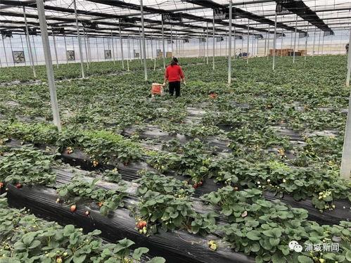 红彤彤草莓映笑脸 浦城县农业农村局精准施策解种植户之忧