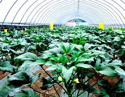 现代农业种植技术开发 未来几年回乡创业的理想选择