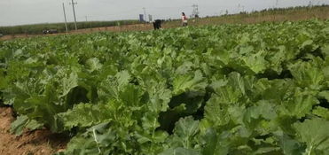 大漠长风育神木——纳林采当生态种植园的绿色革命