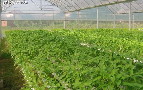 智慧大棚与蜂窝物联 现代农业蔬菜栽培技术的创新与发展