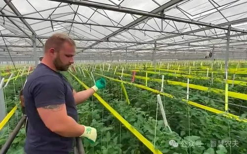 荷兰的智能温室与无土栽培 现代农业的典范及其对中国的启示